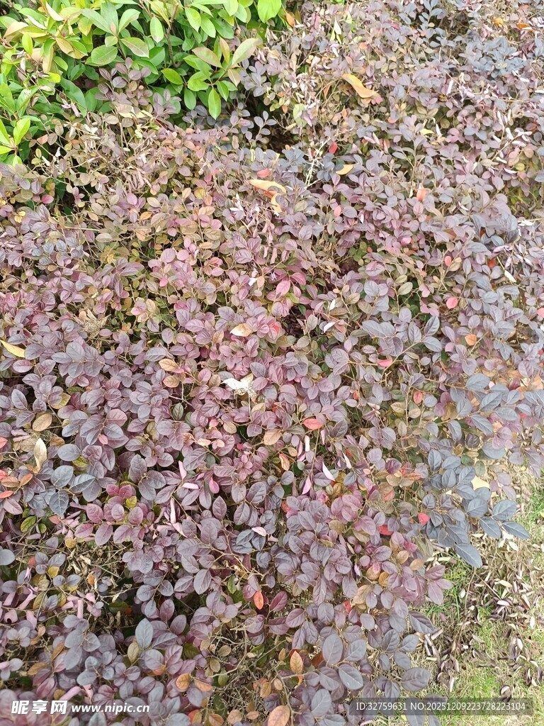 地面上的多彩苔藓植物