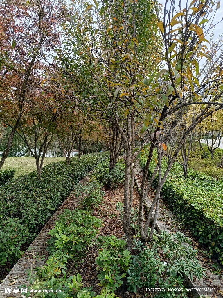 园林景观中的多彩树木