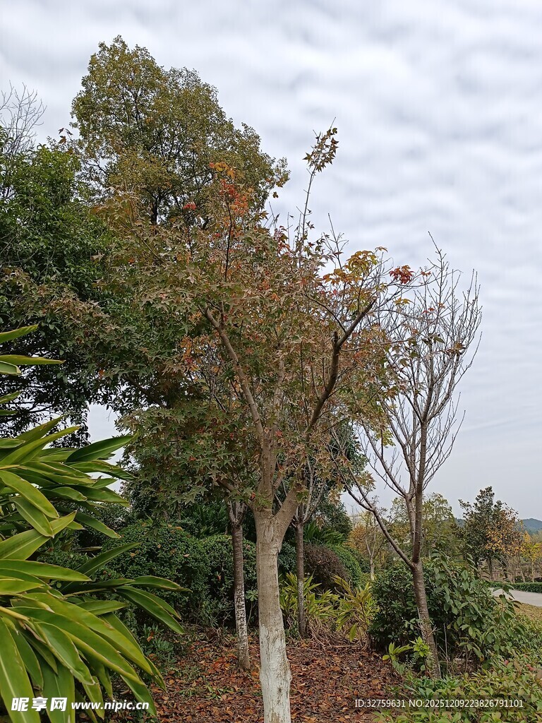 户外树木绿植景观