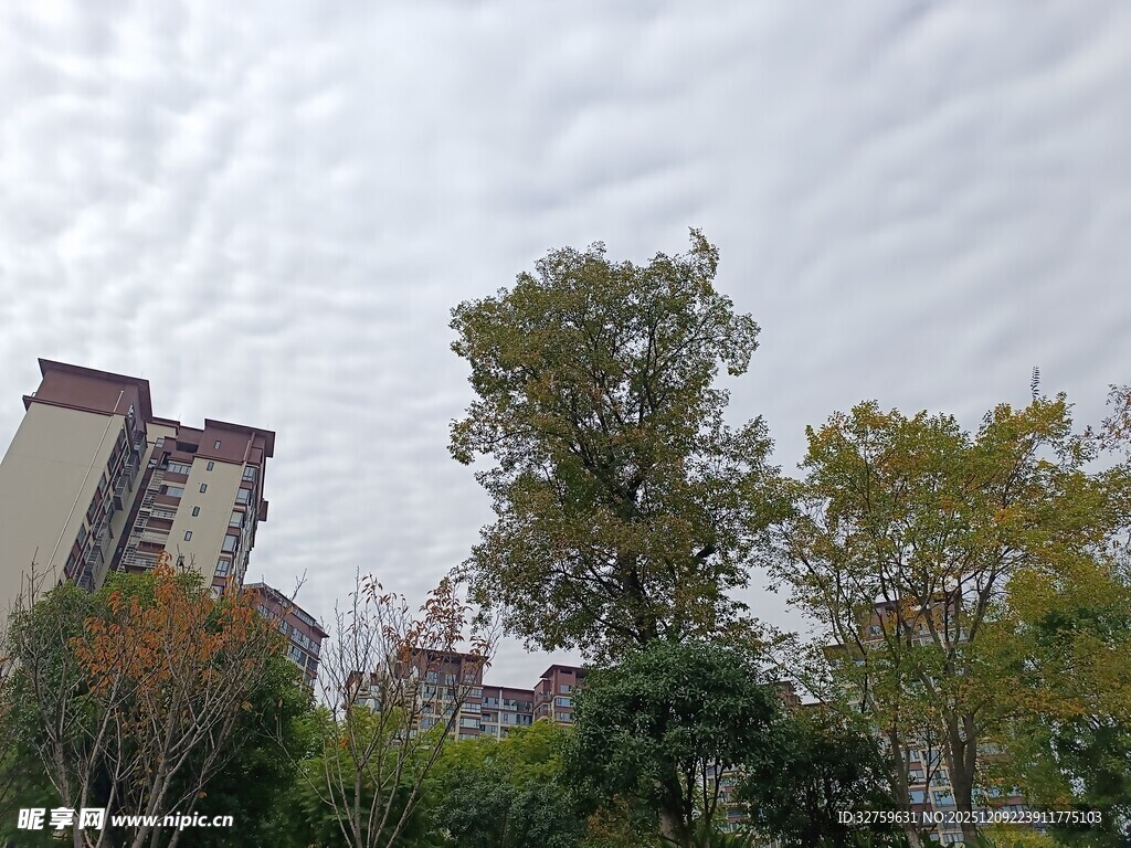 城市中树木与高楼景观