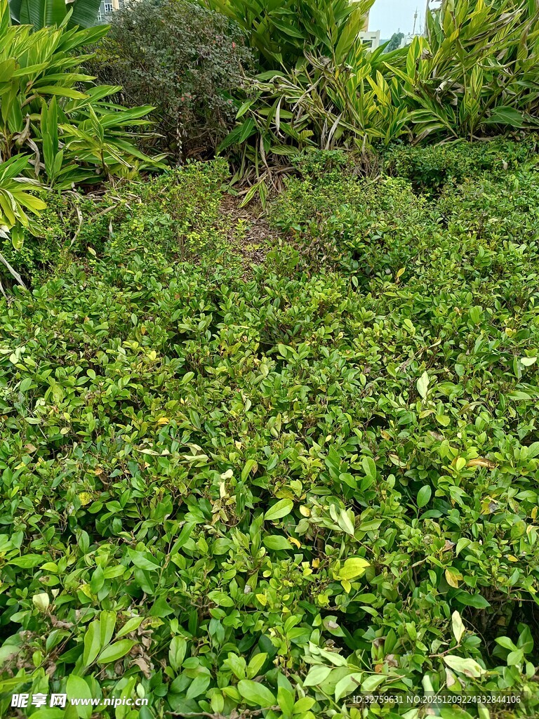 繁茂绿植景观