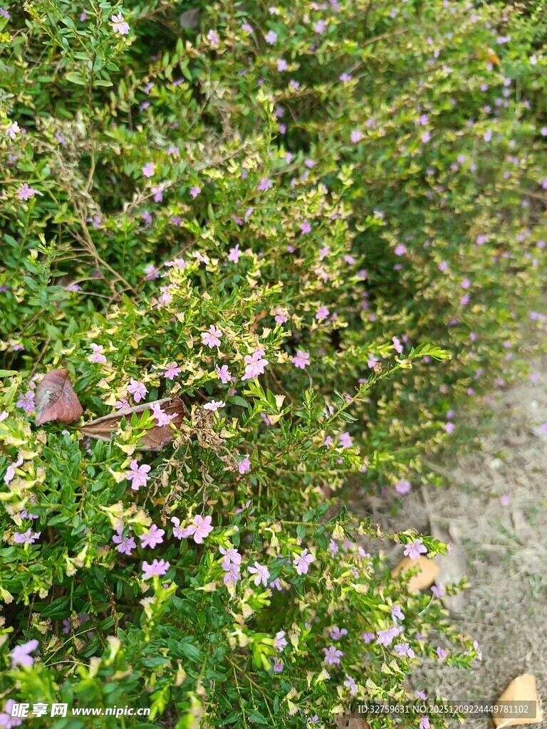 绿叶丛中的紫色小花