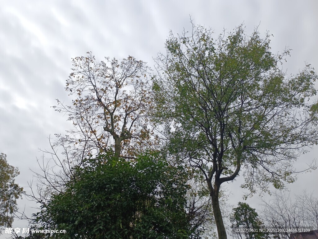 阴天中的树木景观