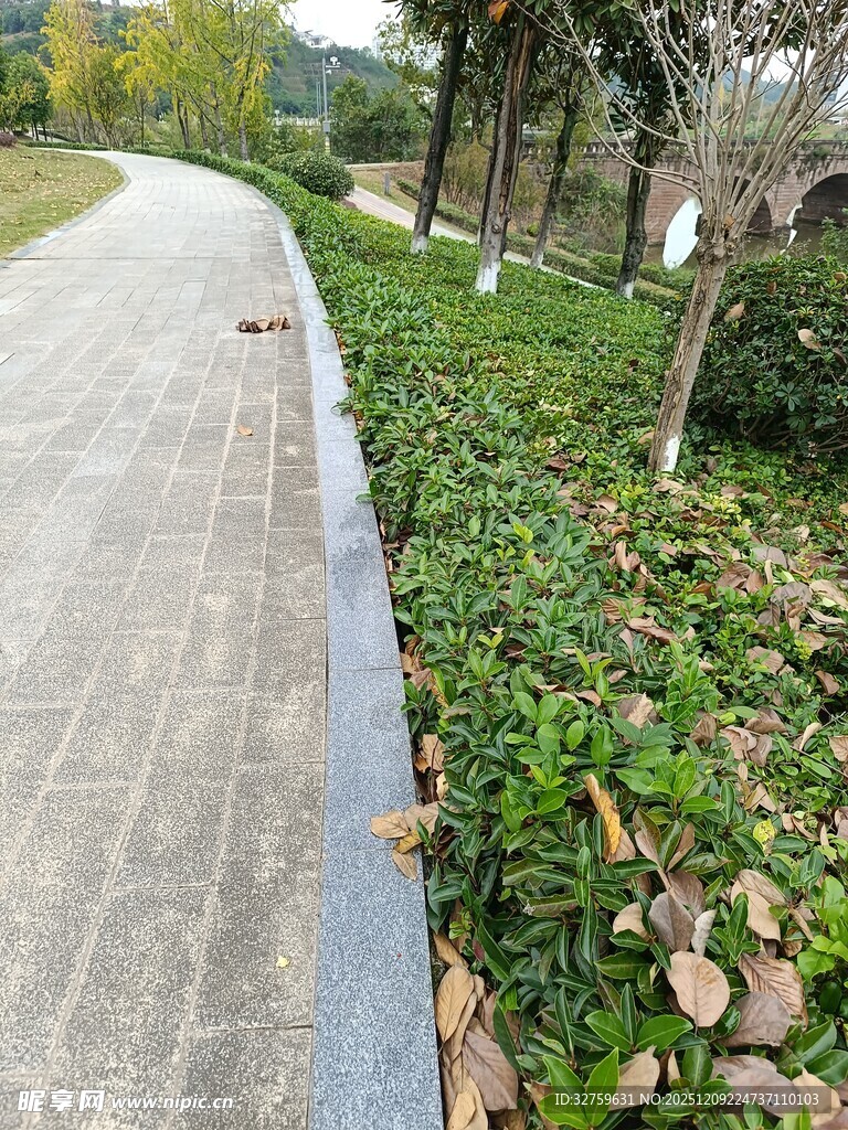 公园小径旁的绿植景观