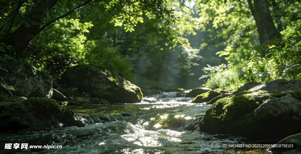 林间溪流阳光洒落美景