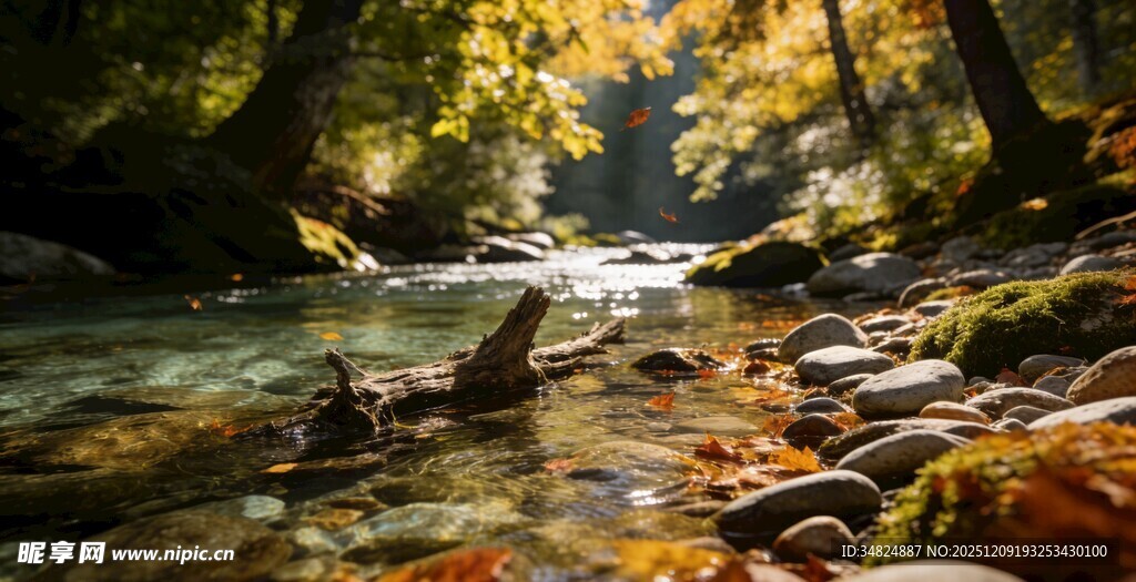 秋日溪边森林迷人景致