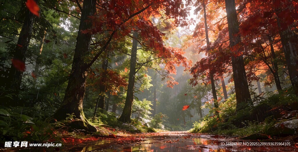 秋日枫林林间光影美景