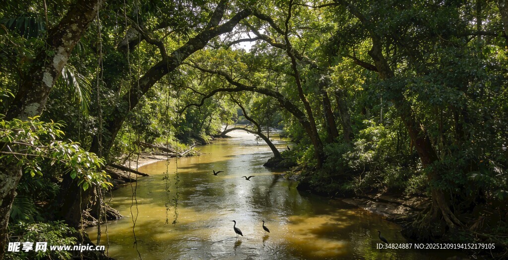 林间溪流自然静谧之景