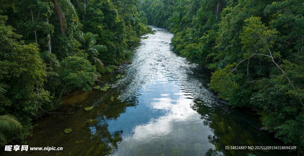 森林中的清澈蜿蜒河流
