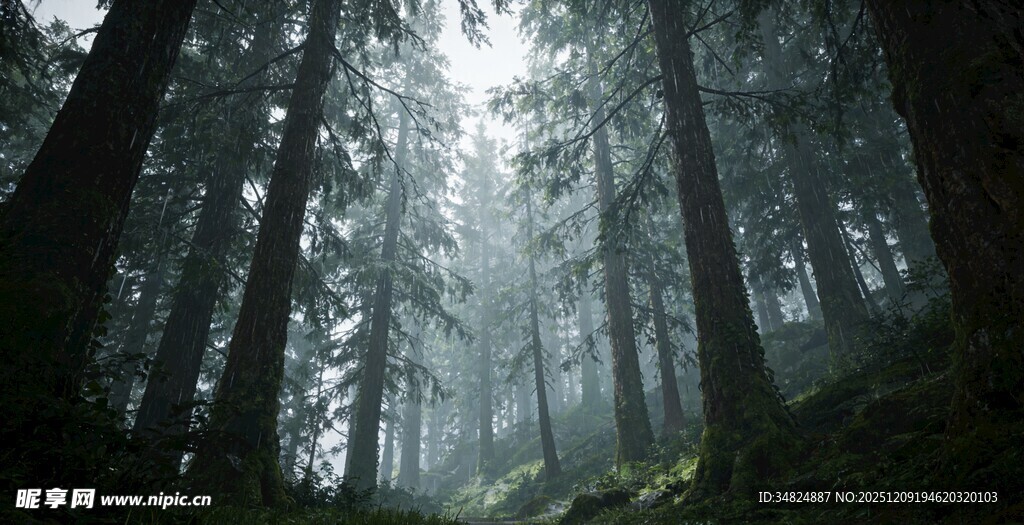 迷雾森林中的静谧光影