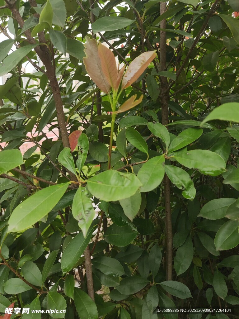 绿叶间绽放的娇艳花朵