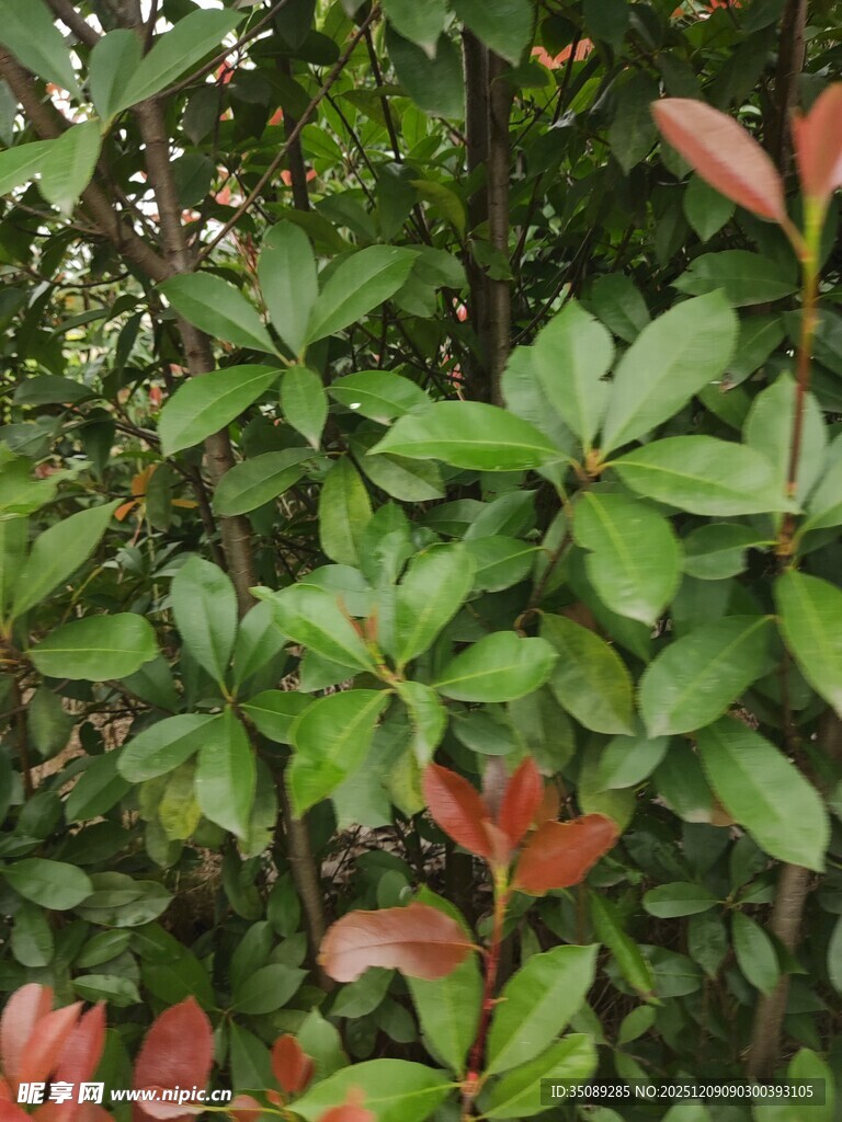 绿叶红梢的植物景观