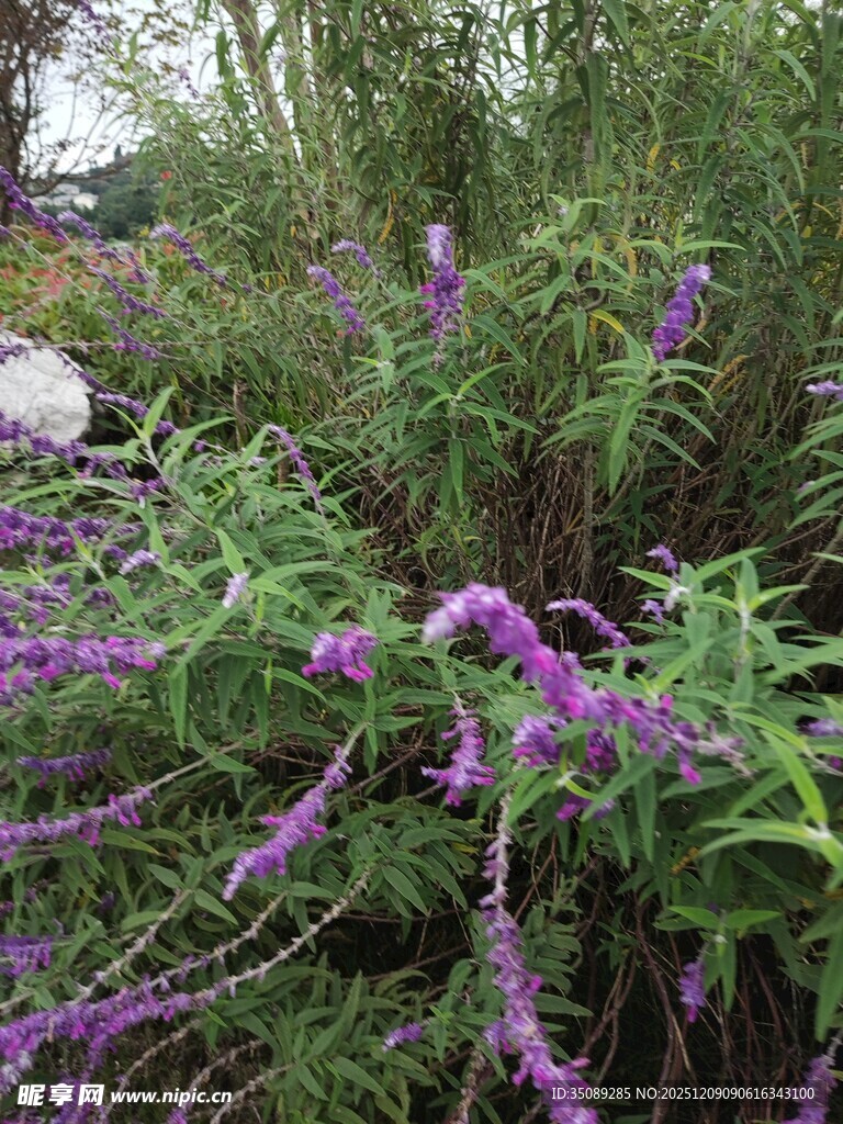 紫色花卉绽放于绿植间