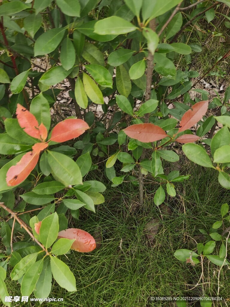 绿叶间的红嫩新叶