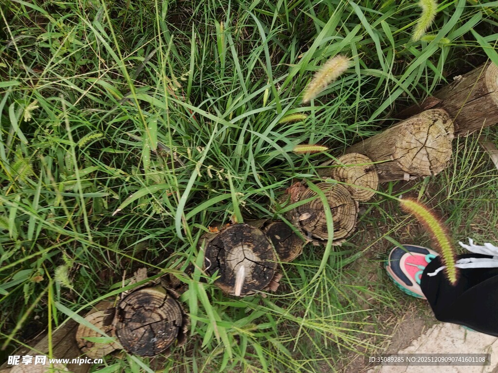 草丛中的神秘小动物