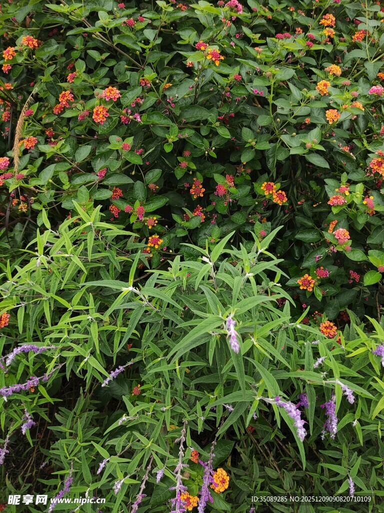 繁茂绿植中的橙色小花