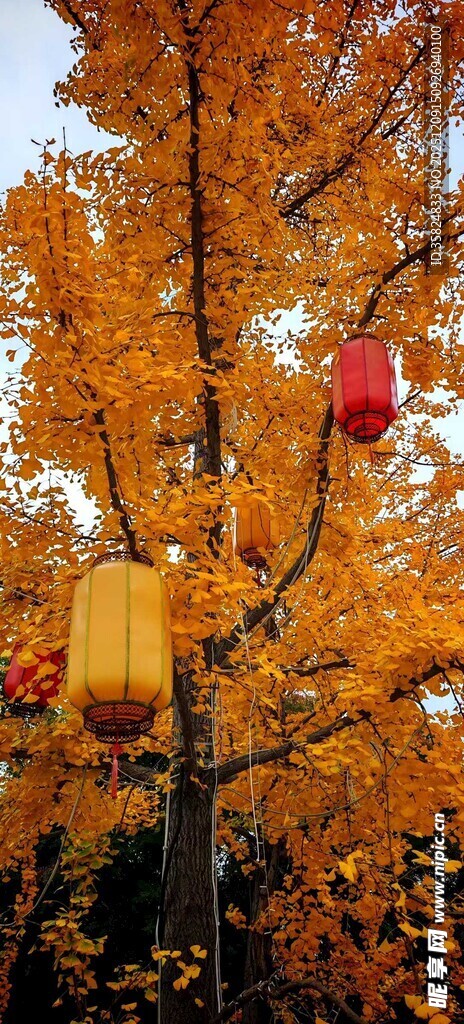 灯笼与银杏
