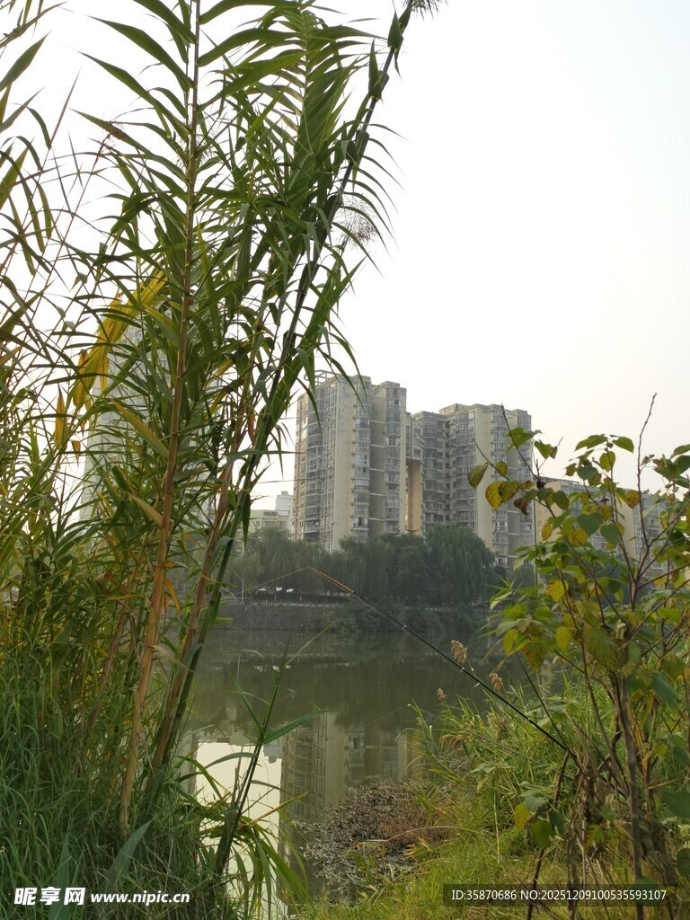 河畔绿植与远处高楼景观