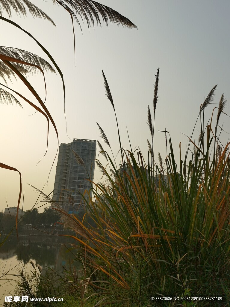 夕阳下的城市与河畔芦苇