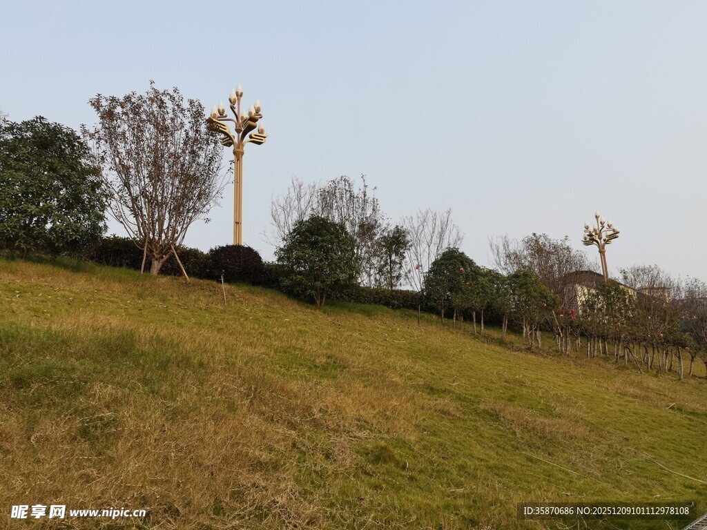 郊外草地与树木风景