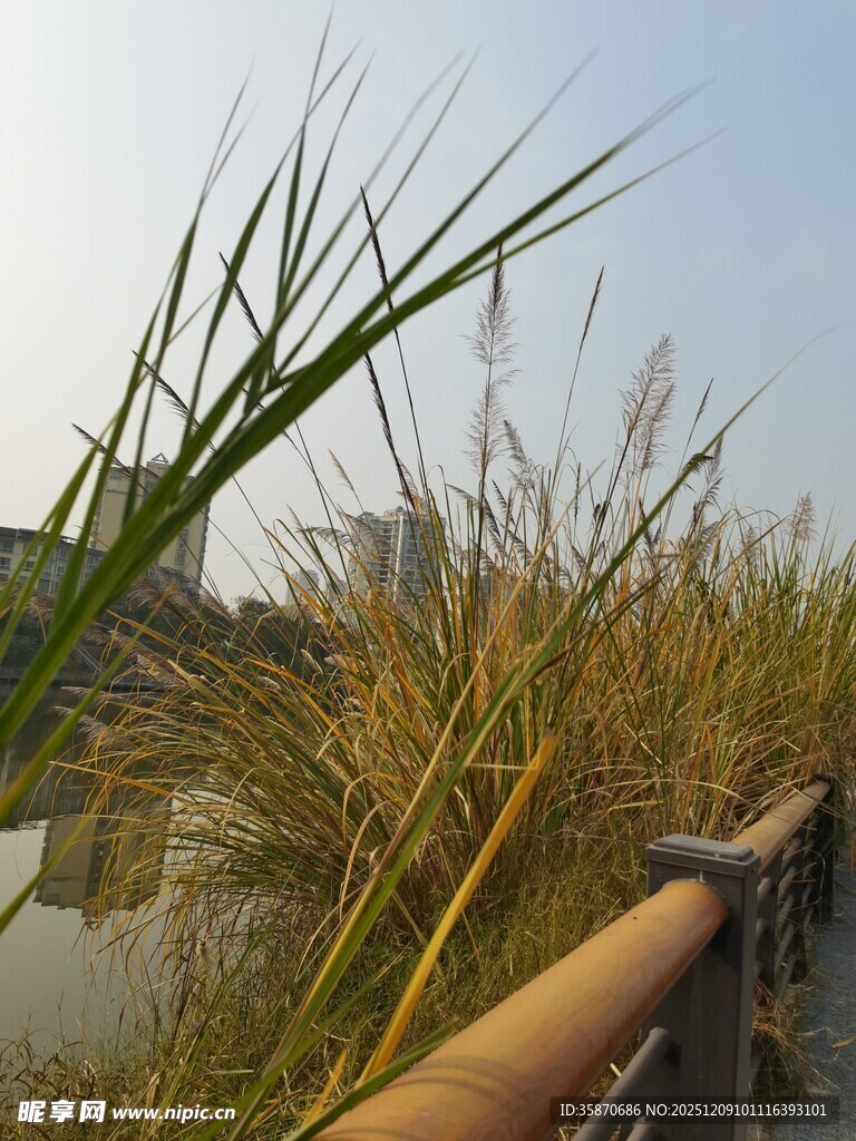 湖畔芦苇栈道风景