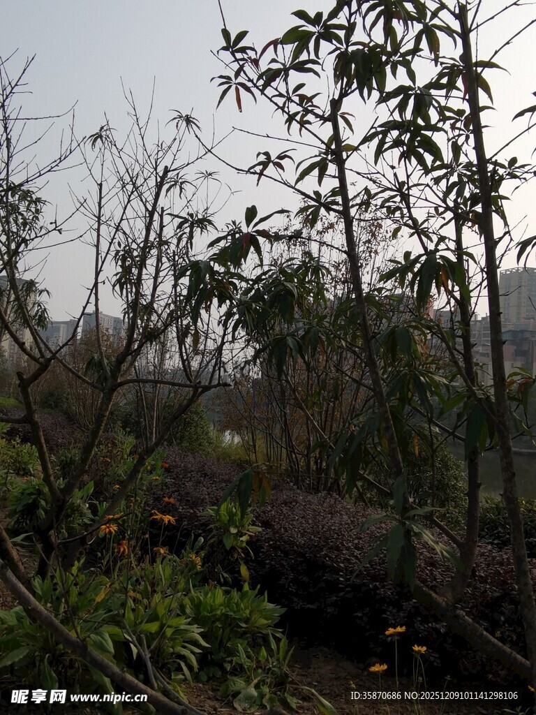 野外杂乱植被景象