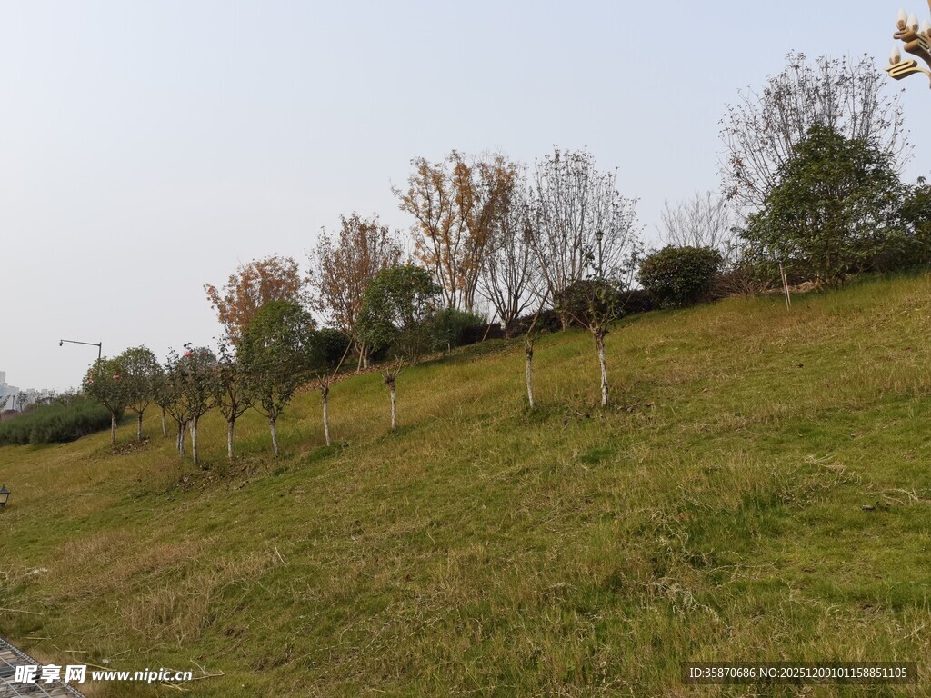 秋日山坡草地树木景致