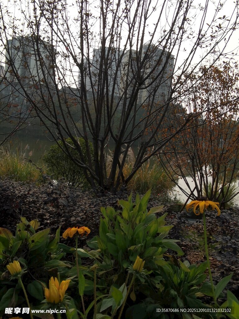 城市中生机盎然的植物景观