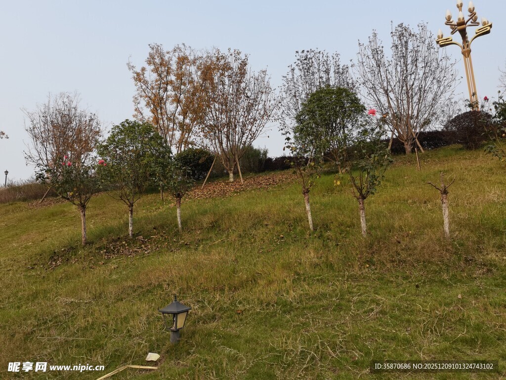 山坡上的树木与草地景观