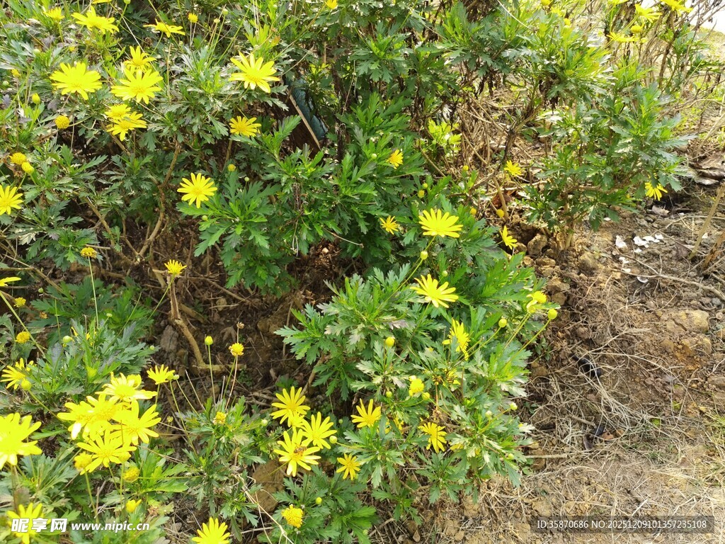 黄色小花绽放于绿植间