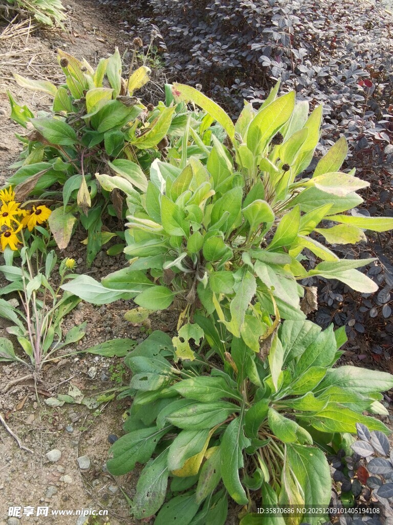 绿叶黄花植物景观