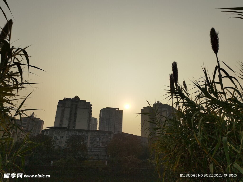 夕阳下城市与植物景观