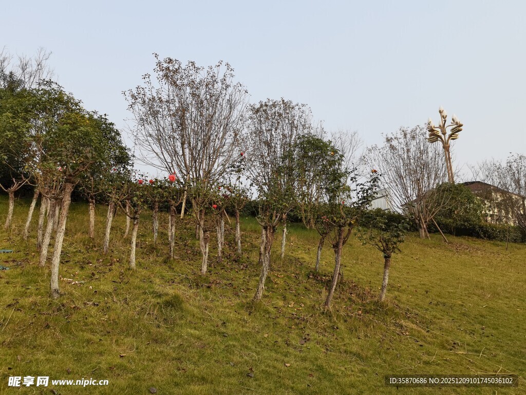 郊外草地树木风车景观