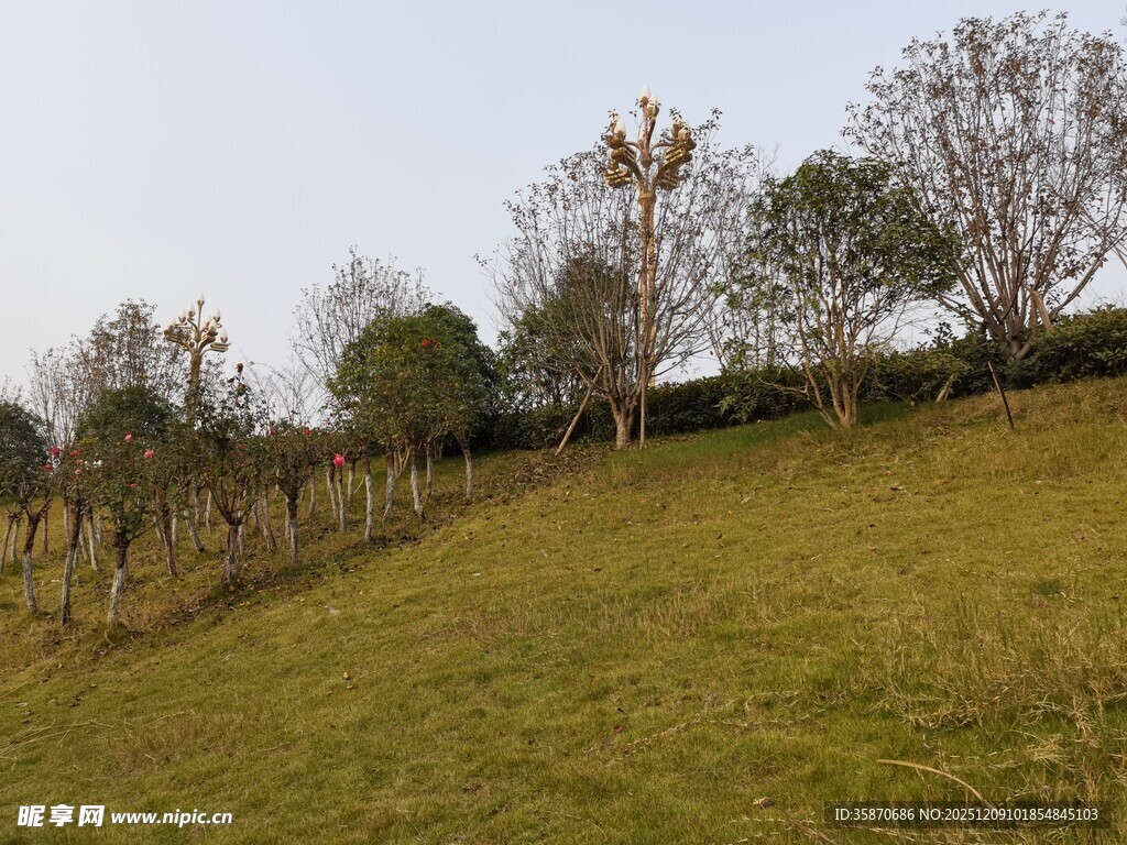 山坡上的树木与草地