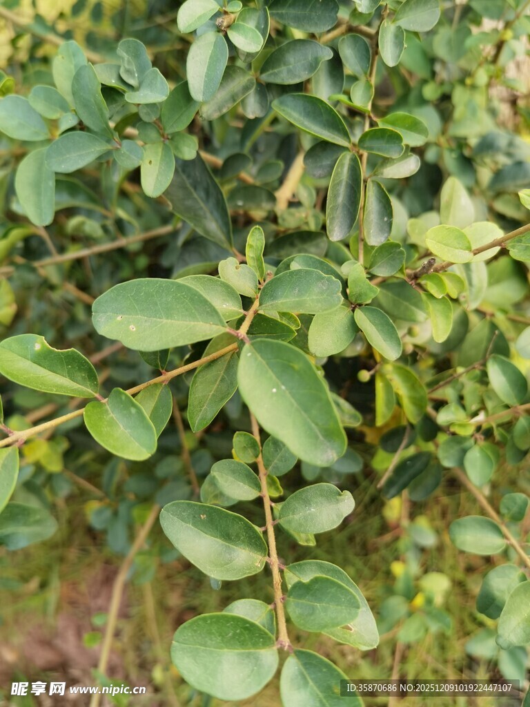 绿叶繁茂的植物特写