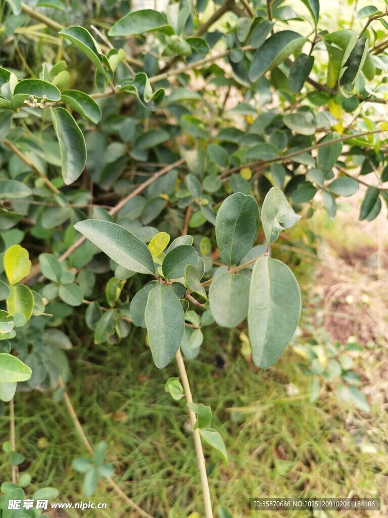 绿叶间的青涩果实