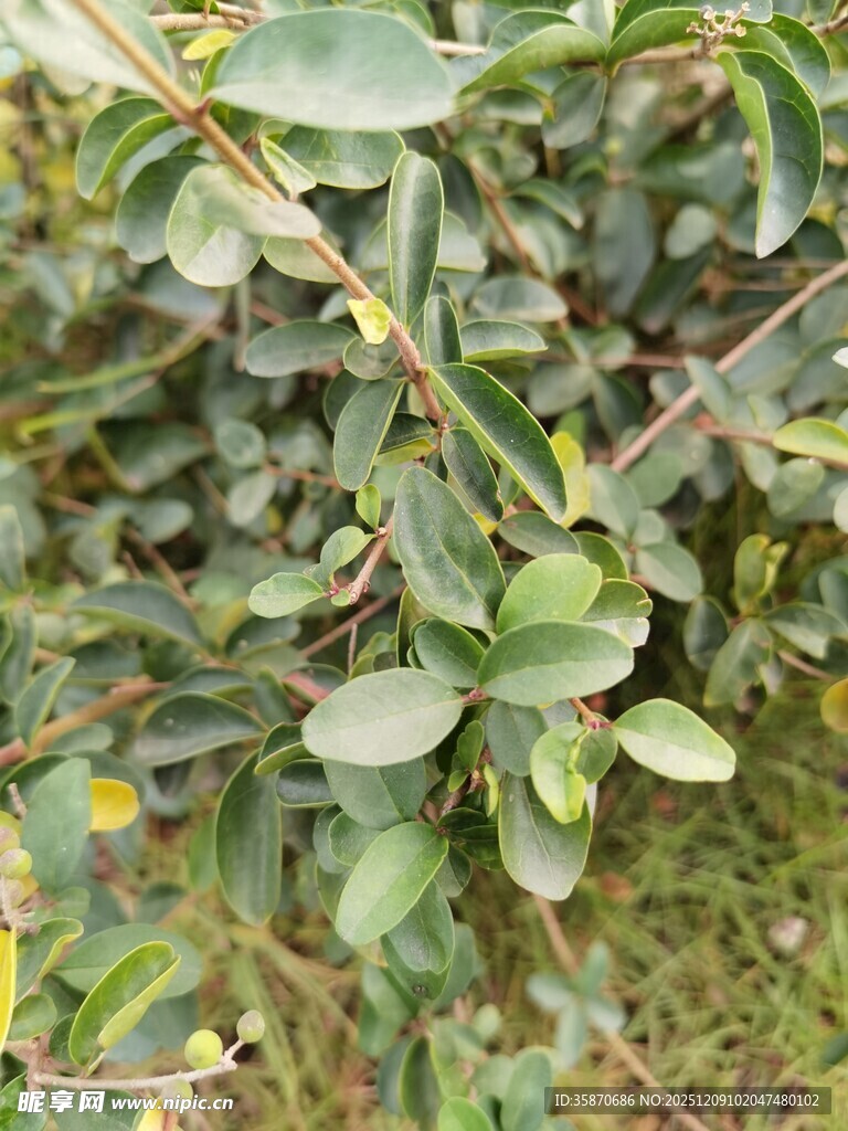 绿叶繁茂的植物特写