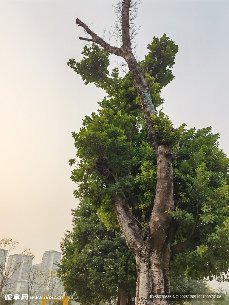 独特造型的景观树木