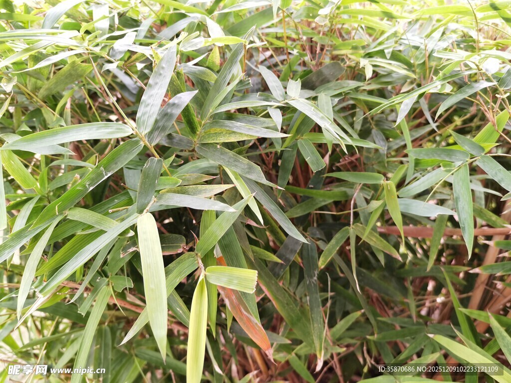 茂密绿植展现自然生机