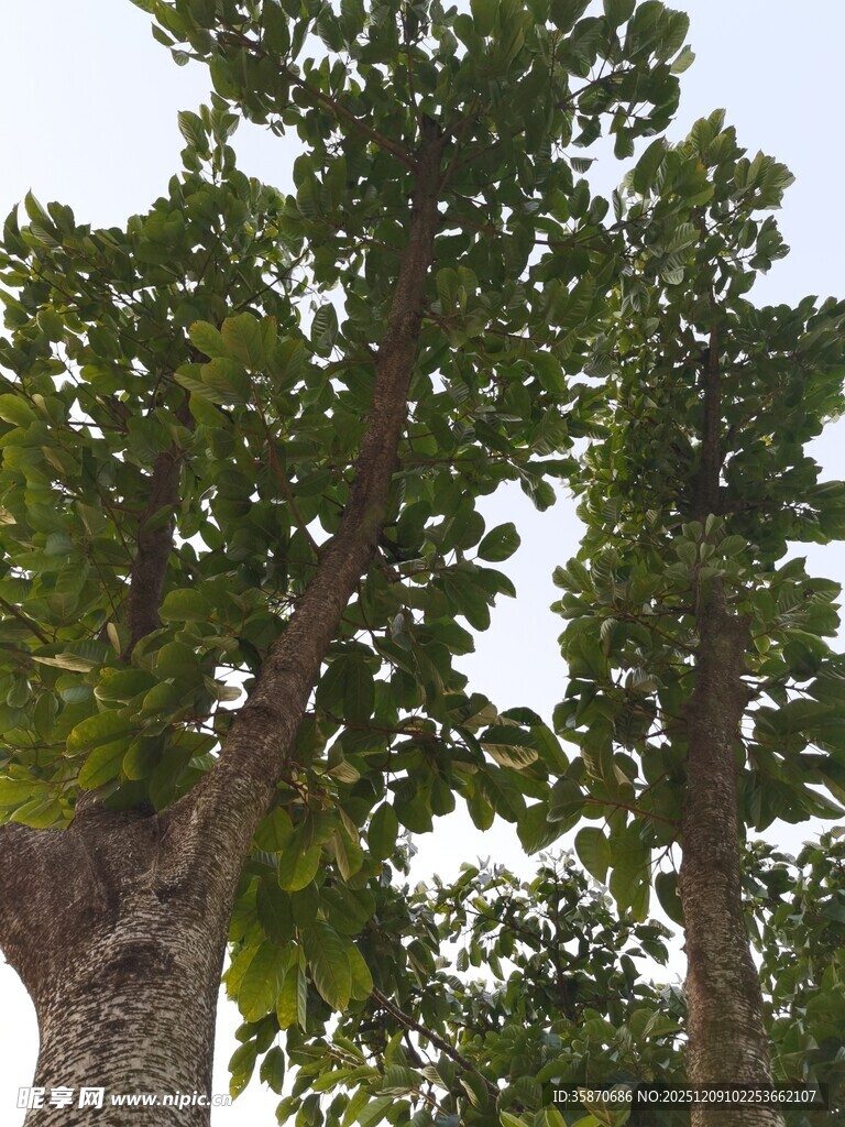 繁茂大树展现自然生机