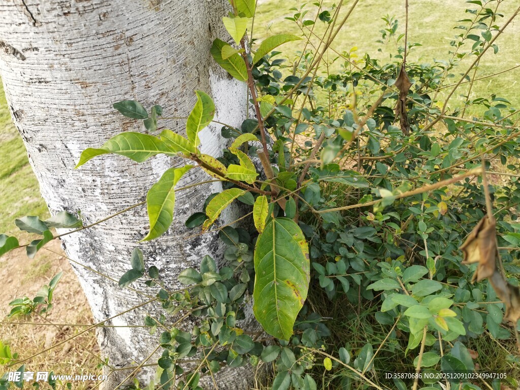 树干旁生长的绿色植物