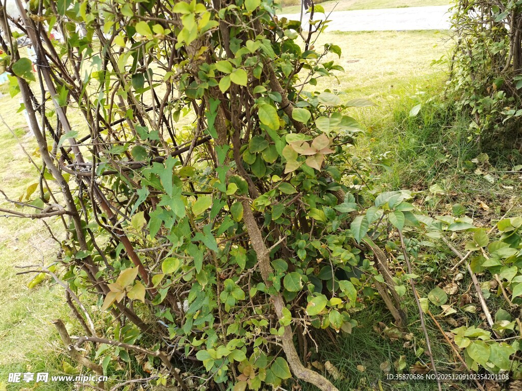 缠绕藤蔓的古朴植物架