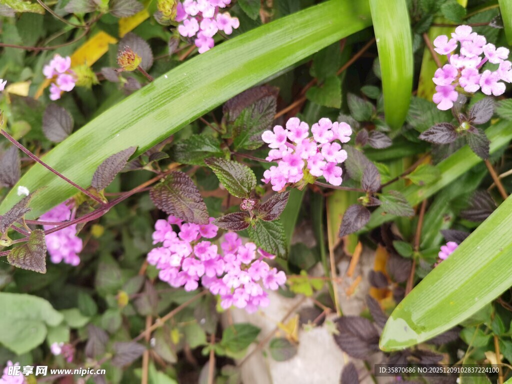 粉色小花与绿叶的景致