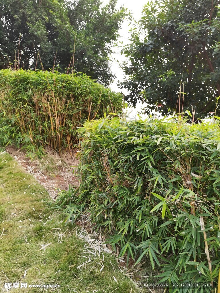 绿意盎然的户外小径景观