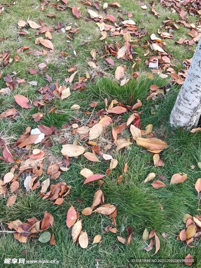 秋日草地落叶景象