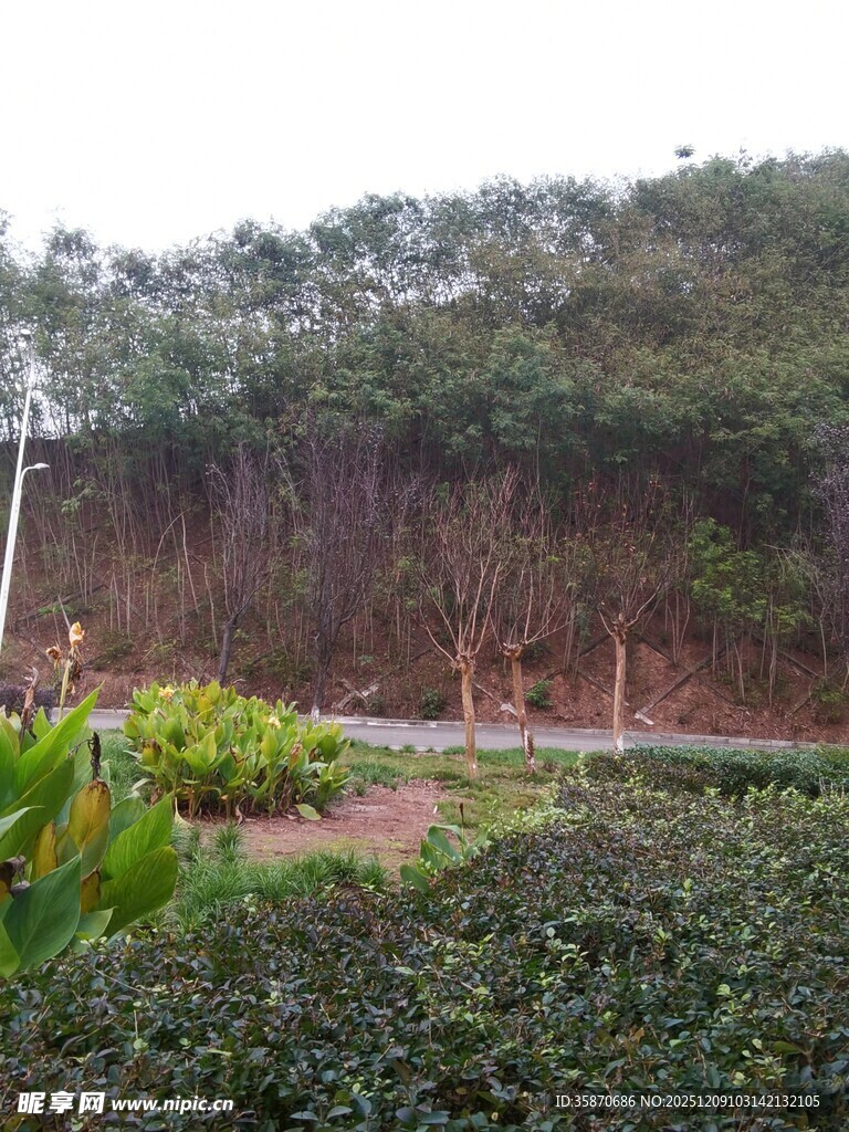 山林旁的绿植景观