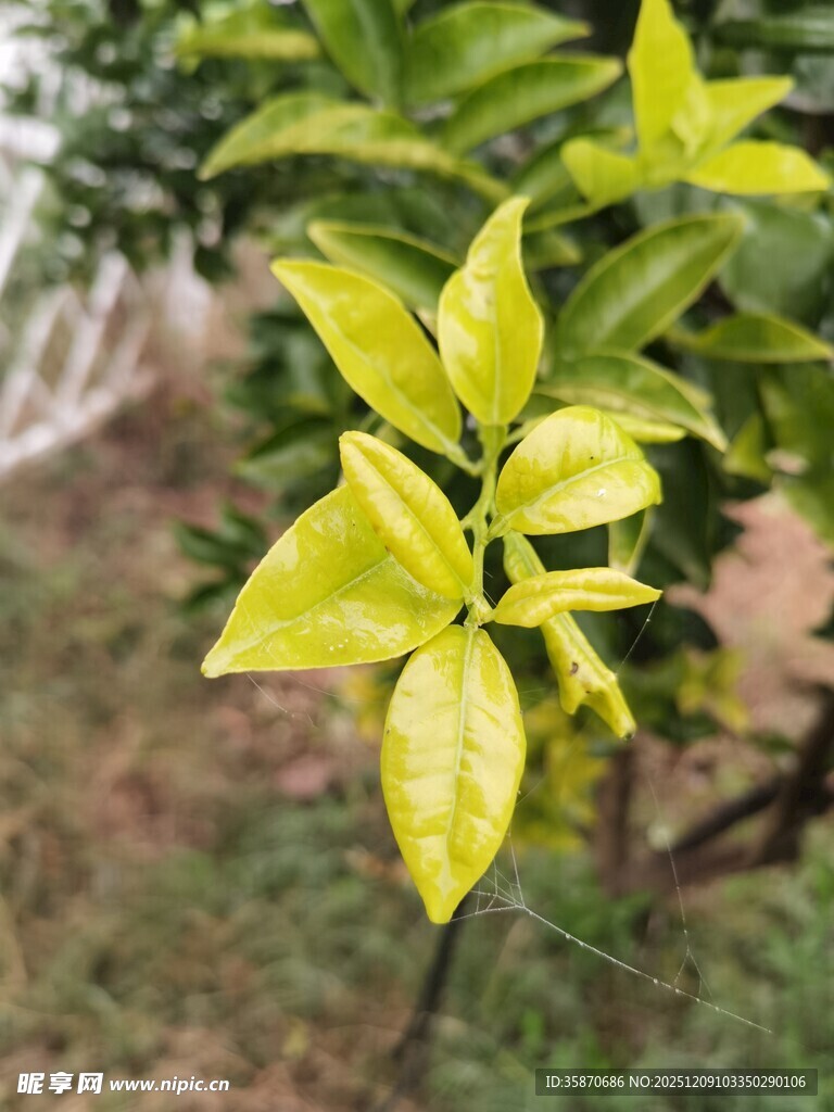 嫩绿柑橘新叶特写