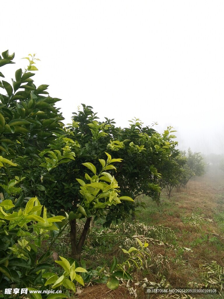 雾中柑橘林