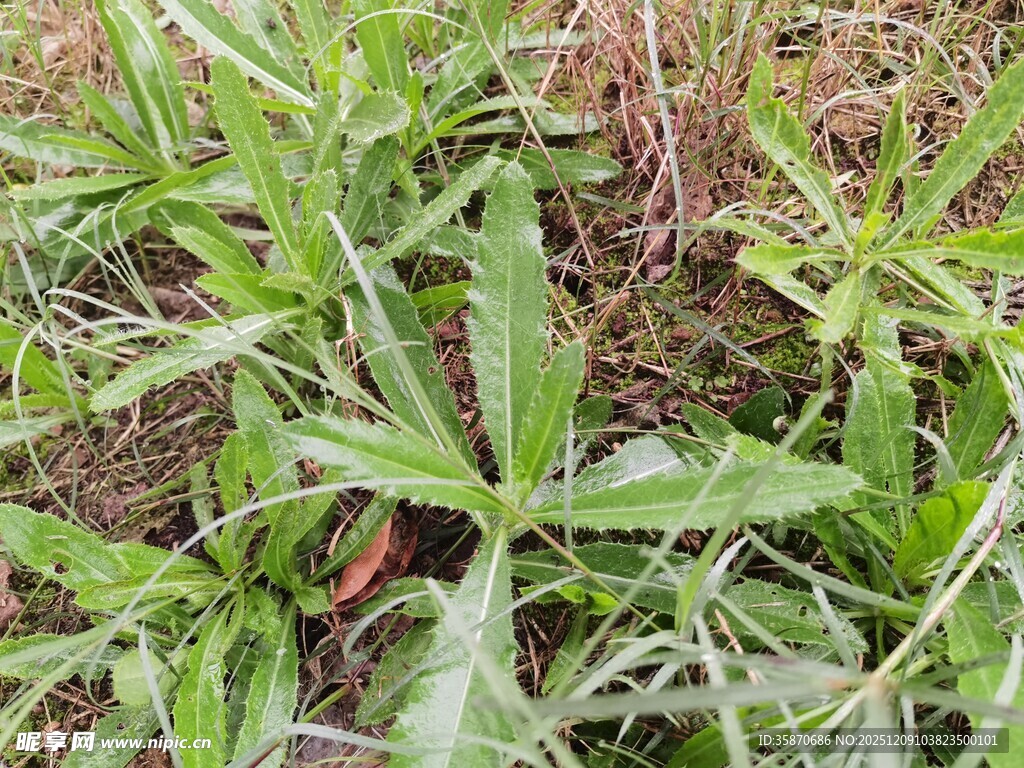 野外生长的绿色植物