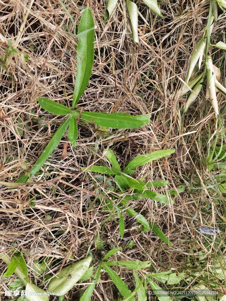野外生长的嫩绿植物